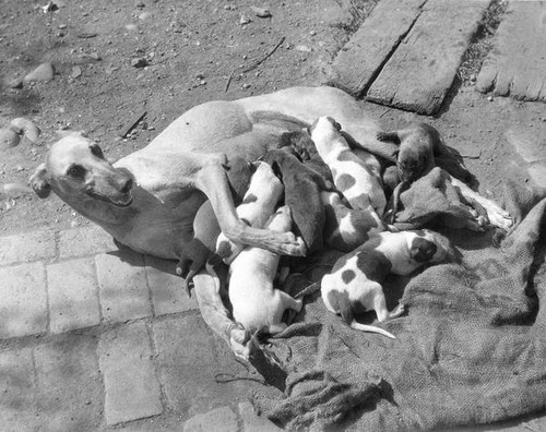 Greyhound and pups