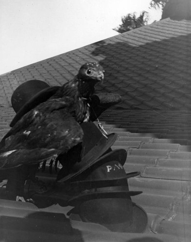 Unspecified young raptor with hats