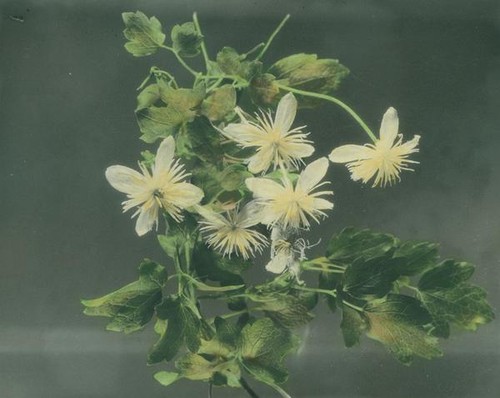 White flower with long stamens