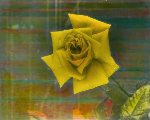 Yellow rose