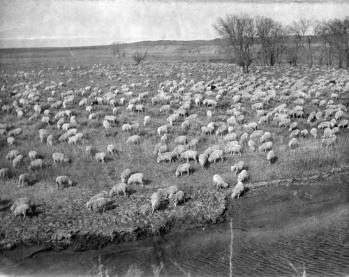 Herd of sheep