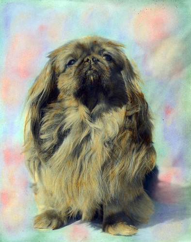 Pekingese