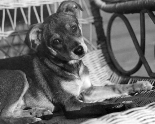 Dog in chair