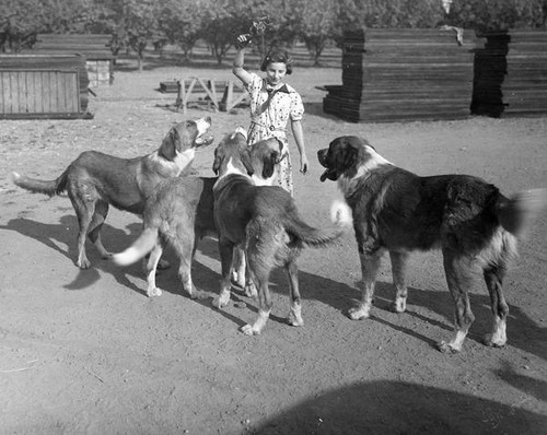 Girl playing with dogs