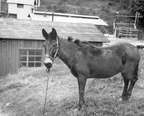 Tethered mule