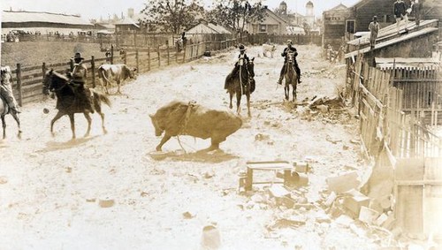 Roping a steer