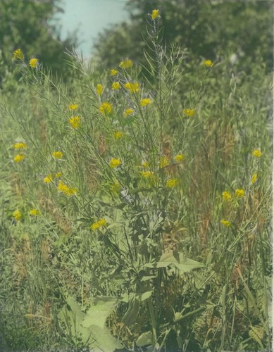 Mustard plant