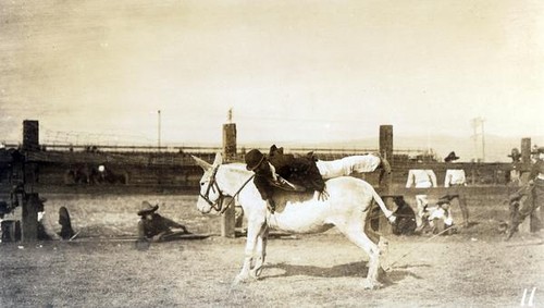 Male rider on a mule