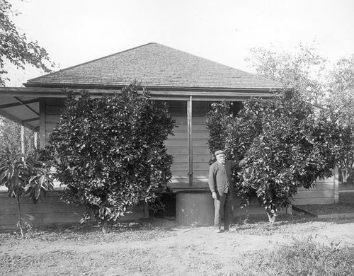 Man standing between fruit trees