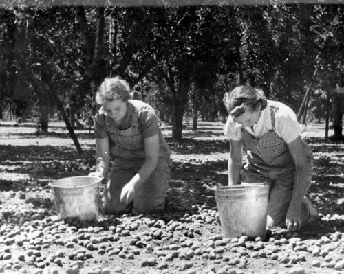 Gathering fruit