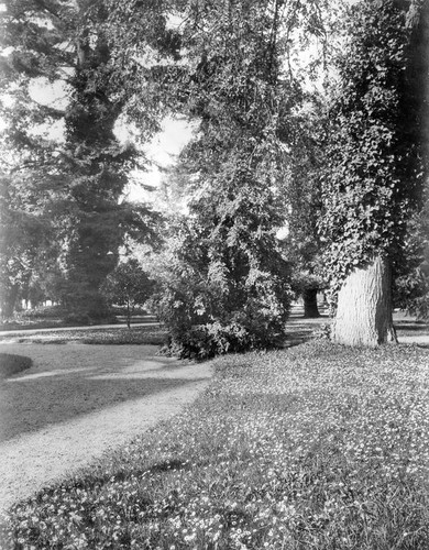 Trees on a path