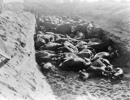 Cows in a trench