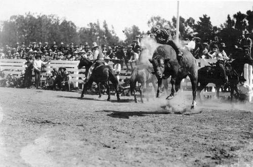 Man riding a steer