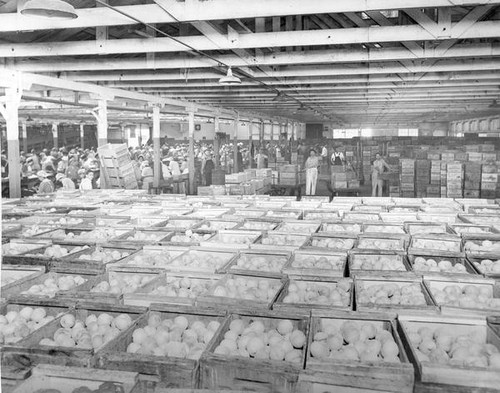 Crates of fruit at Bisceglia Bros. Cannery