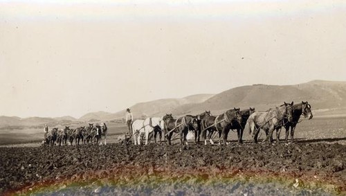 Plowing the soil