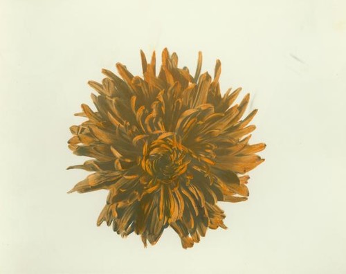 Orange chrysanthemum blossom