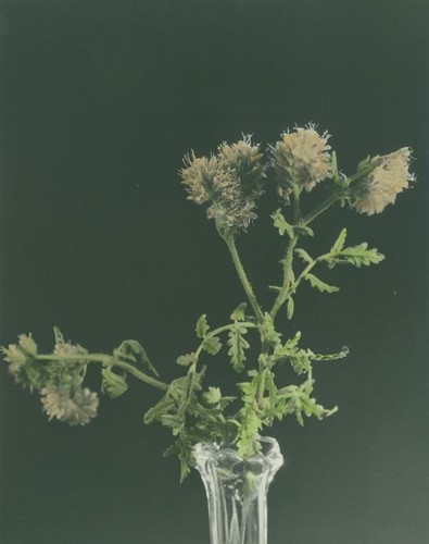 Pale orange flowers in a vase