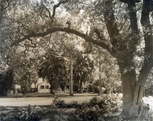 Yard with trees