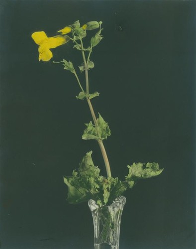 Common monkey flower in a vase