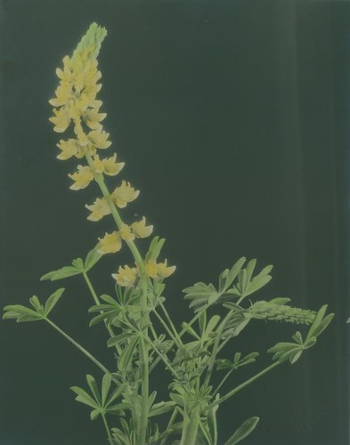 Yellow lupine