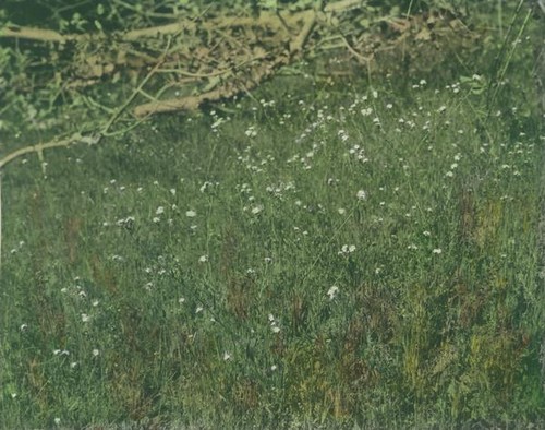 Small white flowers in a field