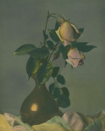 Rose buds in a vase