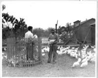 Two men holding chickens in a chicken pen