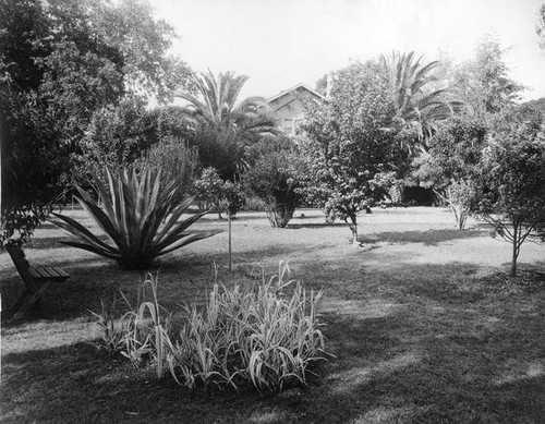 Trees in a yard