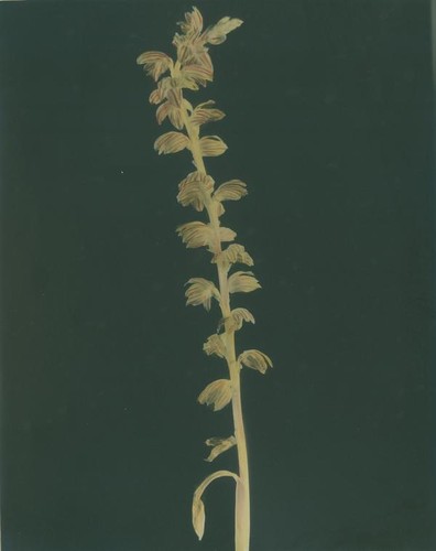 Coral root blossoms