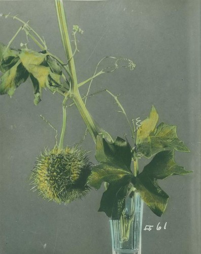 Vine with seed pod in vase