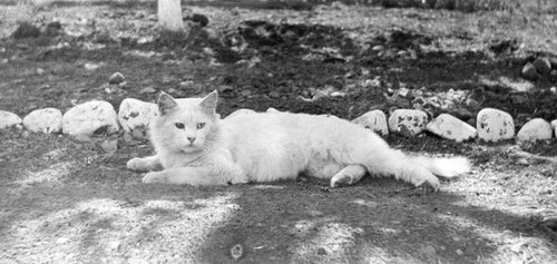 Cat laying in the dirt