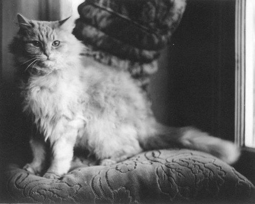 Long haired cat standing on a cushion