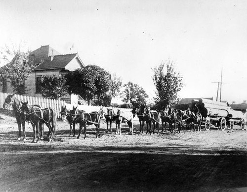 Horses and mules pulling logs