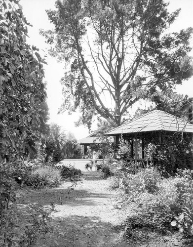 Woman in a garden