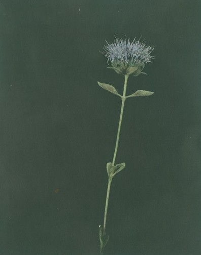 Blue flower with fine hair-like petals