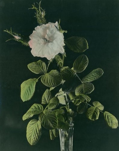 White rose in vase