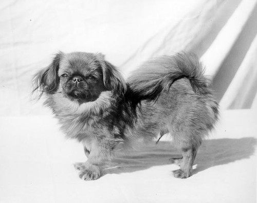 Pekingese