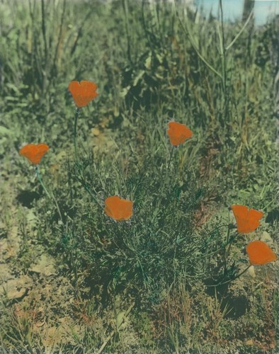 California poppy