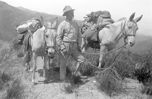 Man with two mules