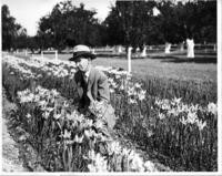 Man kneeling between rows of flowers