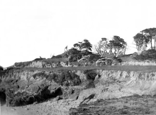 Monterey cypresses