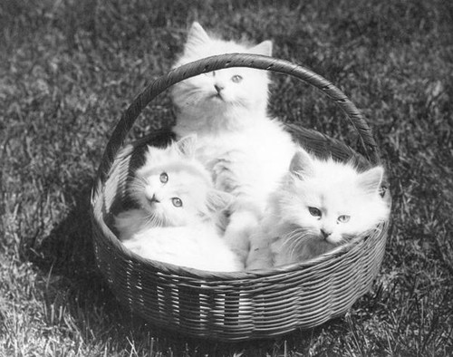 Kittens in a basket