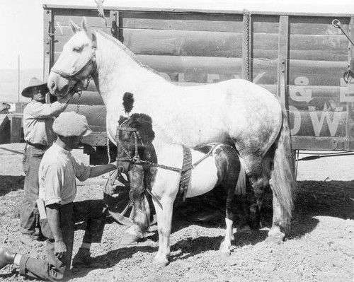 Men with horses