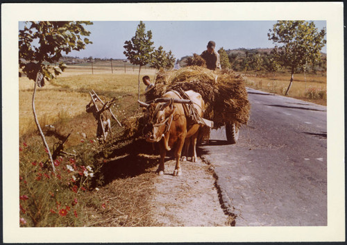 Oxcart, 1959-12