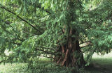 Dawn redwood