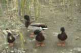 Mallards