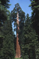 Giant sequoia