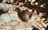 Wedge-tailed shearwater
