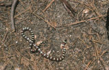 California mountain kingsnake