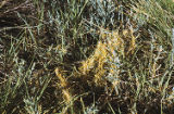 Saltmarsh dodder growing on pickleweed